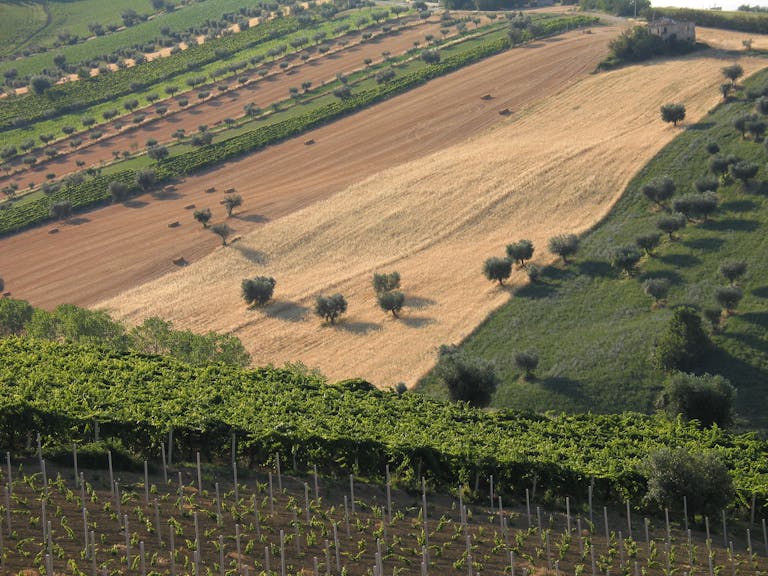 A scenic aerial view of vineyards and fields in the Italian countryside, showcasing agriculture and natural beauty.