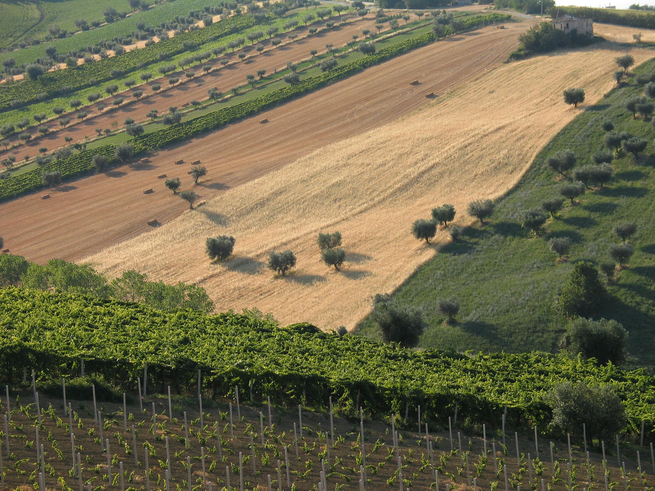 A scenic aerial view of vineyards and fields in the Italian countryside, showcasing agriculture and natural beauty.